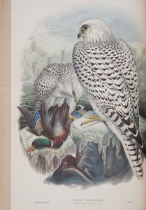 ファルコカンディカンズ、ジョングールド作「英国の鳥」のプレート、1862〜73年公開（手彩色のリソ） 作： John Gould